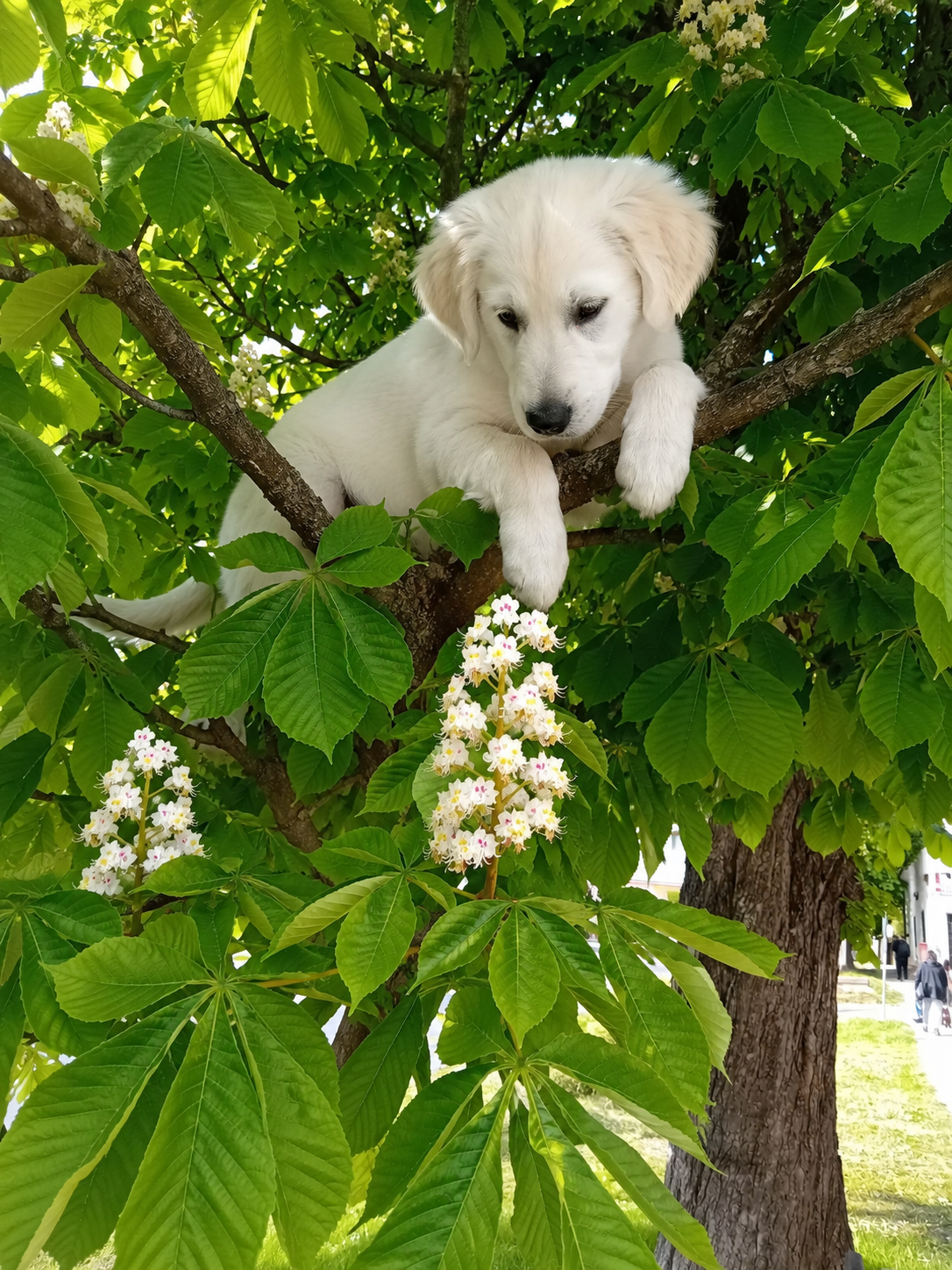 Jack és a fa