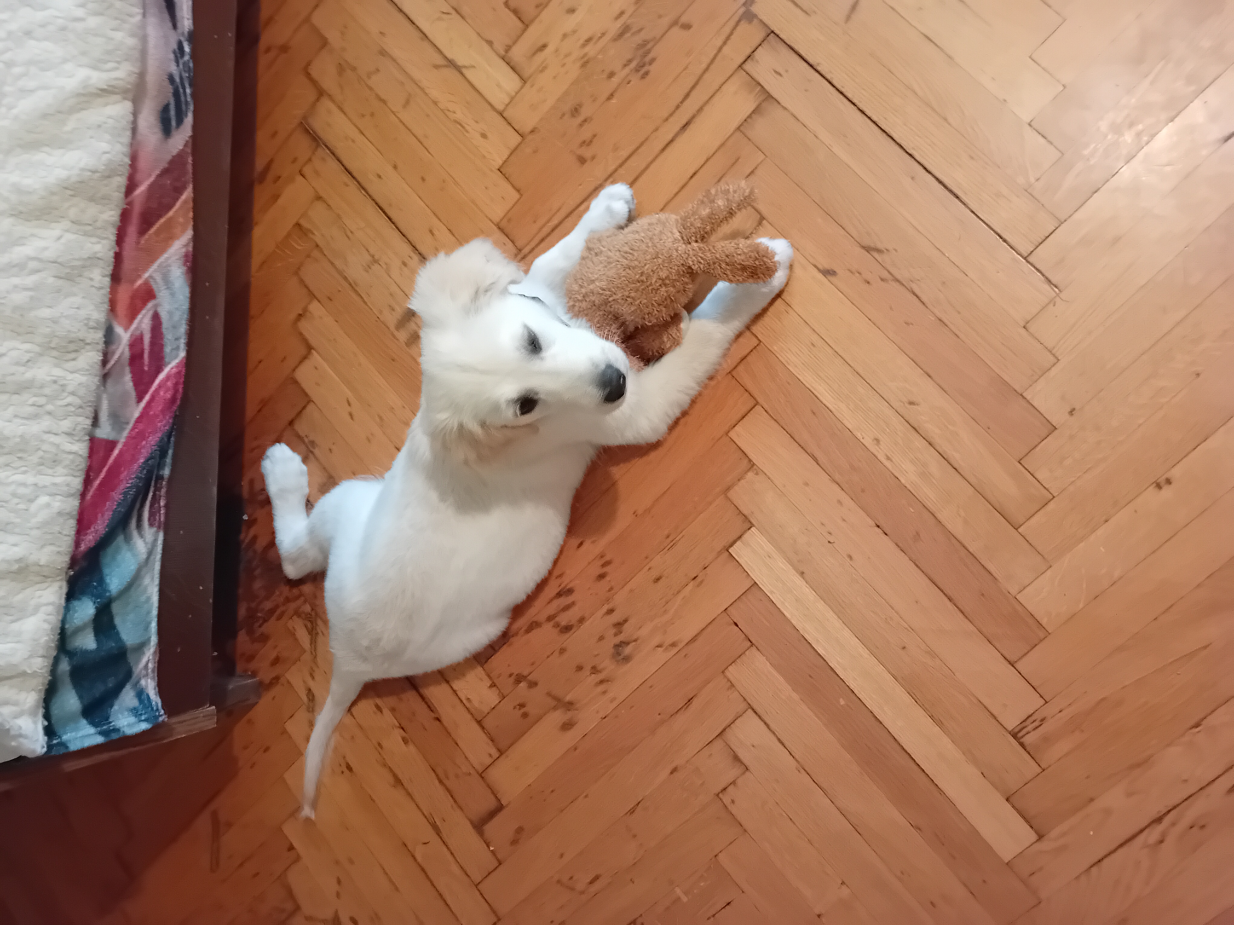 Jack és a nyúl